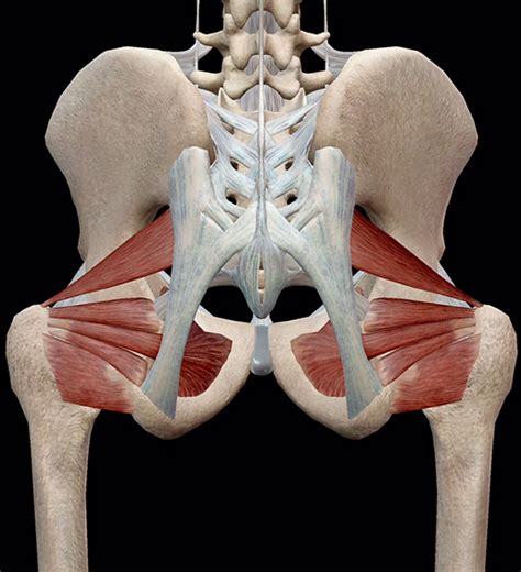 Lateral Hip Muscles