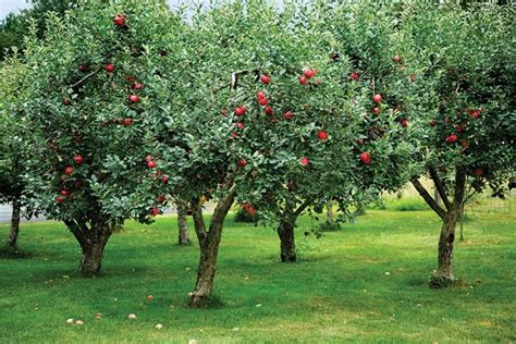 How do I keep apple trees shorter and more manageable? : gardening