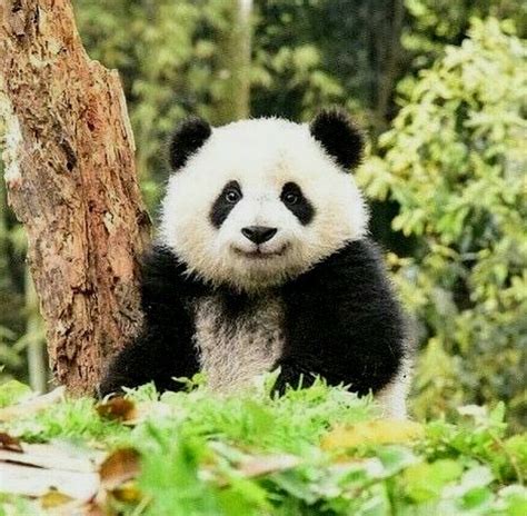 #babypandabears #babypandas in 2020 | Baby panda bears, Cute animals ...