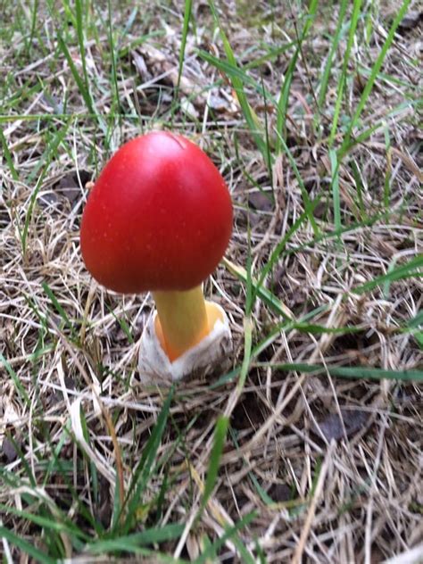 Amanita jacksonii (American Slender Caesar, Eastern Caesar's Amanita ...