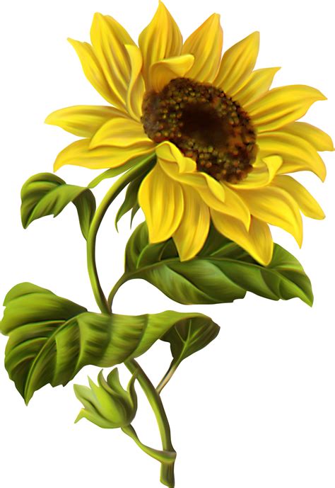 Common sunflower Drawing Botanical illustration Watercolor painting - chamomile png download ...