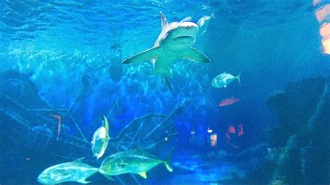 JENKINSON'S AQUARIUM (SHARKS PENGUINS SEAHORSES) - JENKINSONS BOARDWALK, POINT PLEASANT BEACH NJ ...