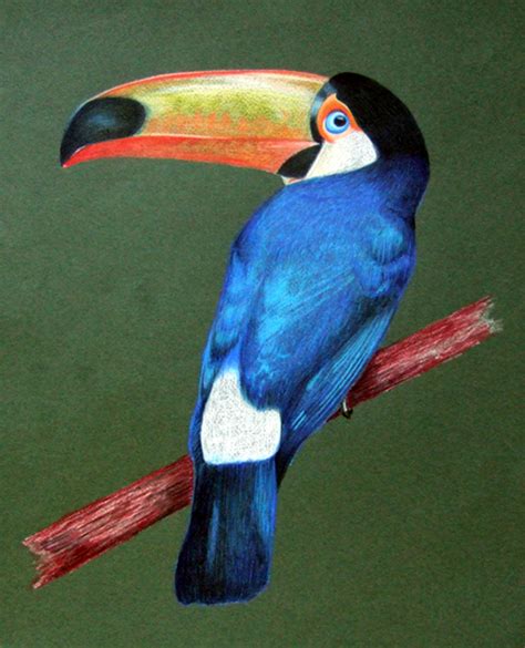 Colored Pencil Toucan by EverettHitch on DeviantArt