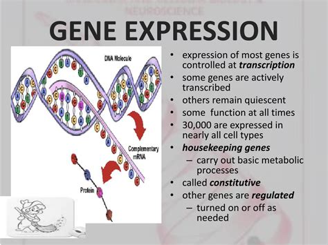 PPT - REGULATION of GENE EXPRESSION PowerPoint Presentation - ID:548011