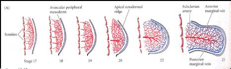 Vascular Development