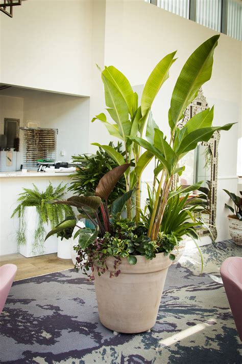 Indoor Plants | Inspired Exteriors