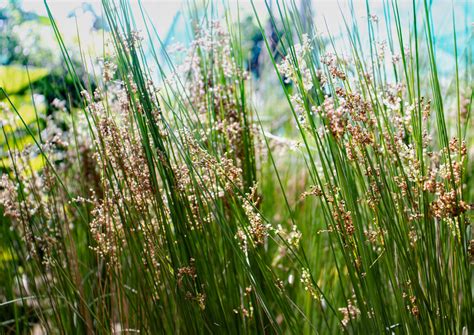 Juncus effusus | Wicklein's Wholesale Native Plant Nursery Maryland