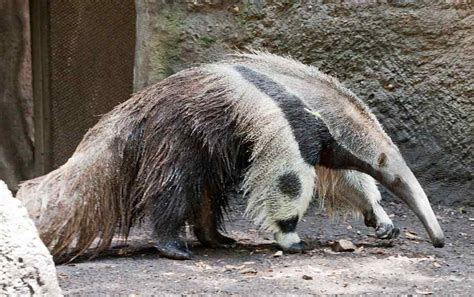 Giant Anteater | The Parody Wiki | Fandom powered by Wikia