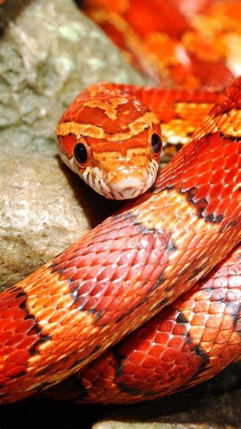 Pin by Gail Macaulay on Slither | Corn snake, Snake, Reptile snakes