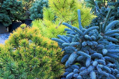 Dwarf conifers: Colorful ‘bones’ of the winter garden | HeraldNet.com | Evergreen garden, Dwarf ...