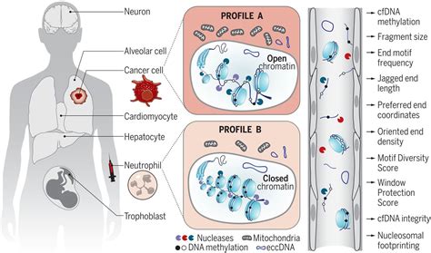 Understanding Cell-Free DNA: Origins and Significance » BUSINESS TO MARK