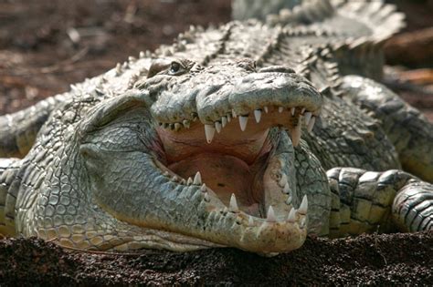 Gustave the Man-Eating 20-Foot Croc Allegedly Killed Hundreds