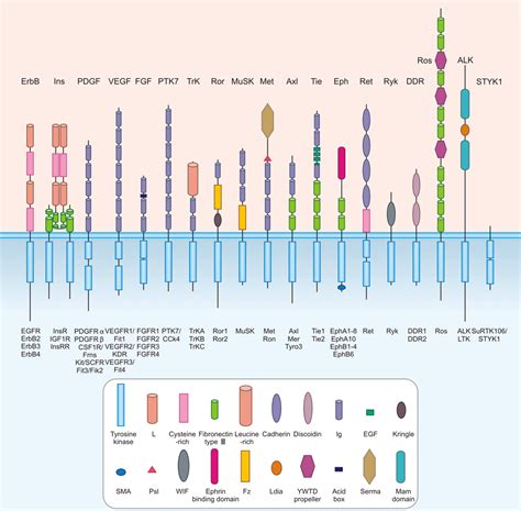 Receptor Tyrosine Kinase Pathway