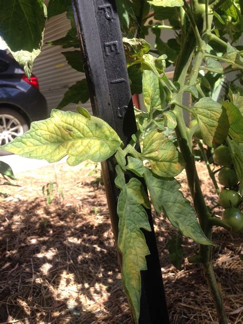diseases - What are these yellow patches on the leaves of my tomato plants? - Gardening ...