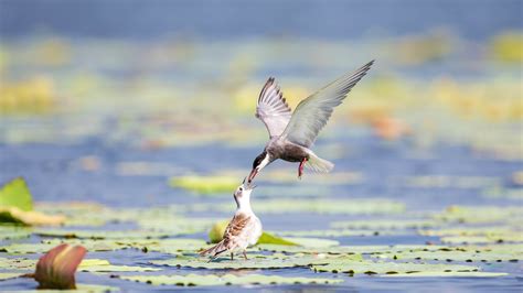 Birds thrive on a beautiful lake in north China - CGTN