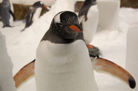 Free Images : beak, fauna, aquarium, vertebrate, flightless bird, king penguin, gentoo penguin ...
