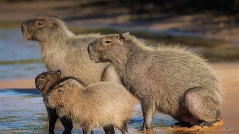 Cute Capybara Wallpapers - Top Free Cute Capybara Backgrounds - WallpaperAccess