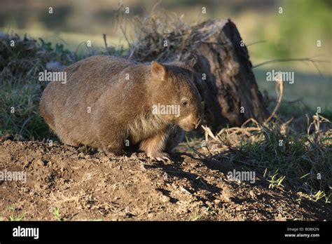 common wombat emerging from a burrow Stock Photo - Alamy