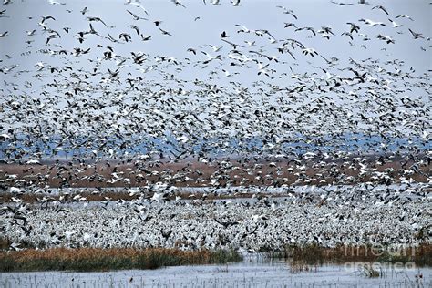 Migration of the Snow Goose Photograph by Elizabeth Winter - Fine Art ...