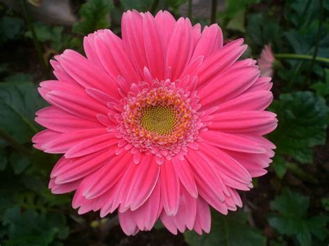 Flower Photos: Pink Gerbera