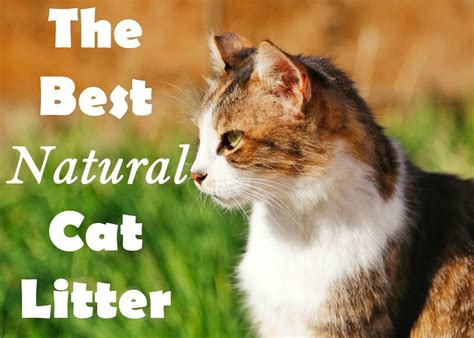 The 6 Best Natural Cat Litters In 2024 - Cat Mania