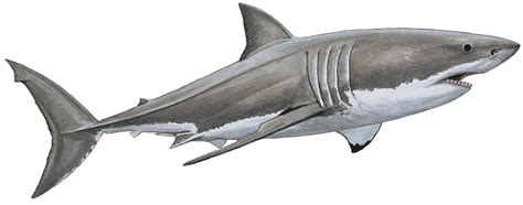 Carcharodon carcharias | Sharks