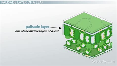 Palisade Cell Model