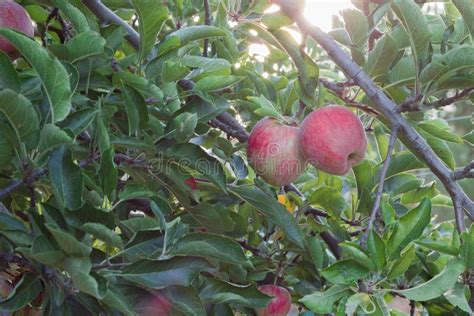 Red Delicious Apples on Trees Stock Photo - Image of dessert, farming ...