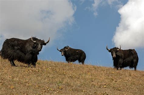 A Night with the Nomads at Song-Kul Lake, Kyrgyzstan | Asia Luxury Travel Blog | Remote Lands