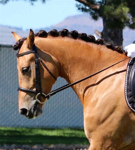 2012 Stunning Welsh Cob mare by North Forks Cardi - Silver Tail Farm