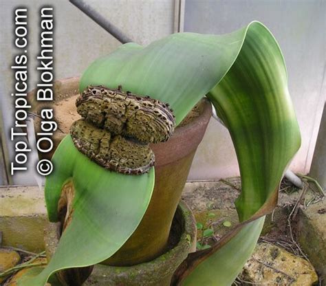 Welwitschia mirabilis, Welwitschia, Tumboa