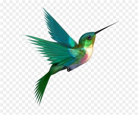 Hummingbird Clip Art Images ~ Hummingbird Clipart Clip Humming Bird ...