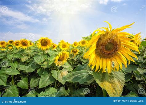 Bright Blossoming Sunflower Flowers Under the Bright Sun Stock Image - Image of shiny, season ...