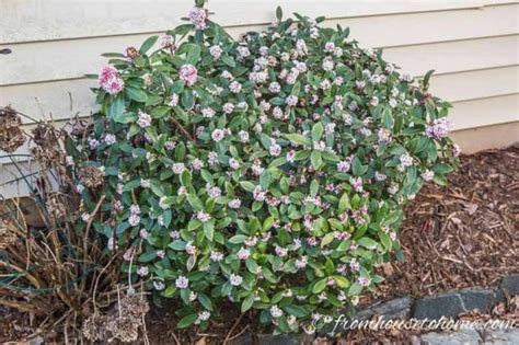 How To Grow A Daphne Bush To Fill Your Garden With Fragrance