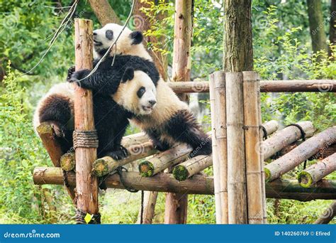 Two Cute Happy Young Giant Pandas Playing Together Stock Image - Image of habitat, bamboo: 140260769