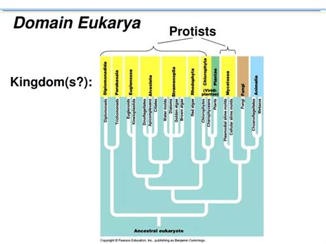 PPT - Domain Eukarya PowerPoint Presentation, free download - ID:521966