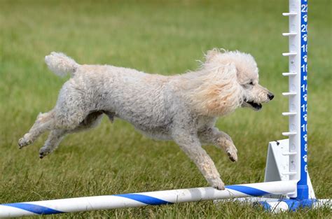 How To Train French Poodle