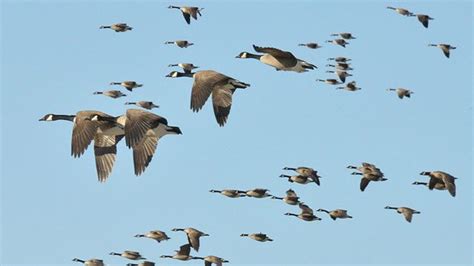 Why do migrating Canada Geese sometimes fly in the “wrong” direction? All About Birds