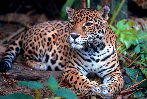 Jaguar Resting Free Stock Photo - Public Domain Pictures
