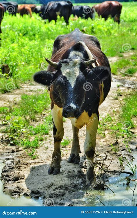 Cow with flies stock photo. Image of cattle, attraction - 56837526