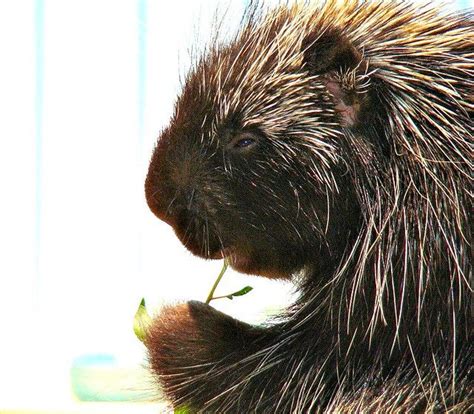 porcupine - "Spike" | Animals wild, Animal attack, Happy animals