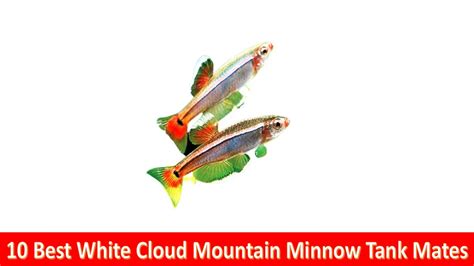 10 Best White Cloud Mountain Minnow(Tanichthys albonubes) Tank Mates ...