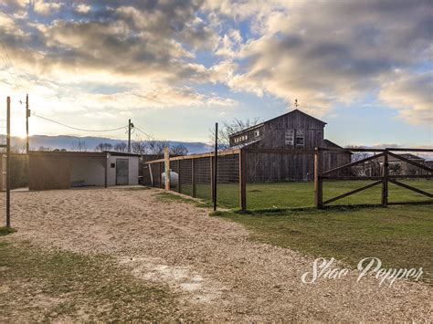 You Otter Try This - Otter Swim & Tour At Barn Hill Preserve In Louisiana - No Home Just Roam