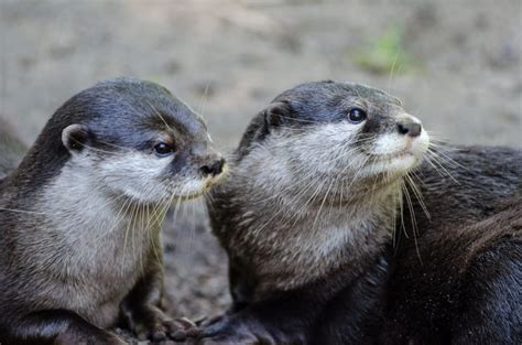 Oriental small-clawed otters free image | Peakpx