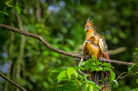 Hoatzin Facts | CRITTERFACTS