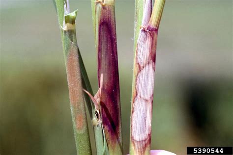 Rhizoctonia damping-off, blight and rot (Rhizoctonia solani ) on rice ...