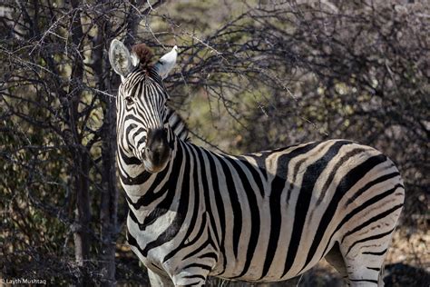 Wildlife in Namibia on Behance