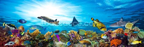 Sea Life Coral Reef Panorama Wallpaper Mural | Wallsauce UK