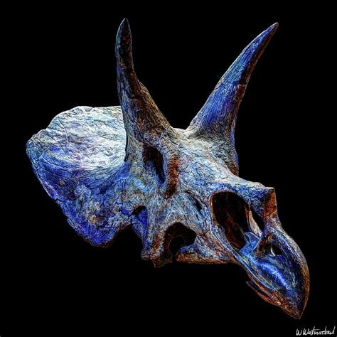 Triceratops Horridus Skull Photograph by Weston Westmoreland