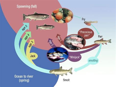 Salmon Life Cycle and Seasonal Fishery Planning | NOAA Fisheries